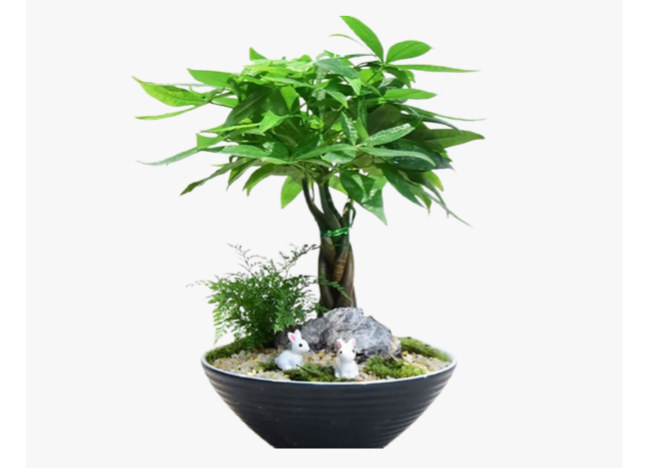 嘉定區(qū)盆栽盆栽出租 客戶至上 上海園中園花藝綠化供應(yīng)