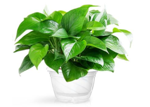 松江区会议盆栽出租应用场景