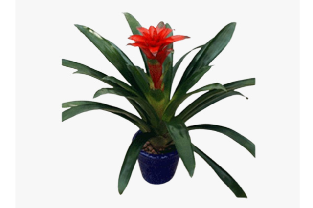 崇明区临时盆栽出租套餐