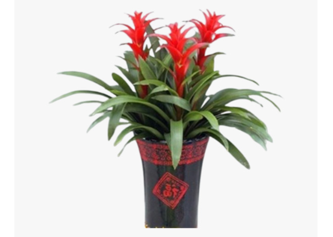 徐匯區(qū)婚禮盆栽出租品牌 值得信賴 上海園中園花藝綠化供應