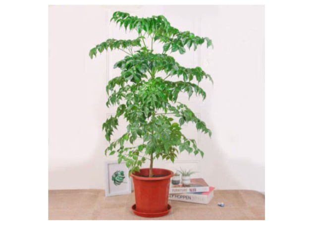 松江區(qū)短期盆栽出租 歡迎咨詢 上海園中園花藝綠化供應(yīng)