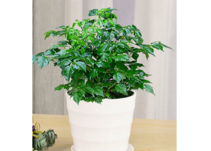 崇明區(qū)婚禮盆栽出租品牌 來電咨詢 上海園中園花藝綠化供應(yīng)