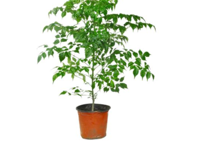 奉賢區(qū)商場盆栽出租哪里有 真誠推薦 上海園中園花藝綠化供應(yīng)