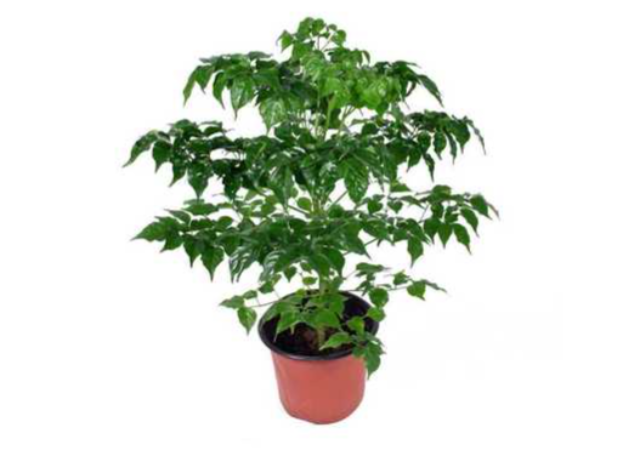 静安区室外盆栽出租