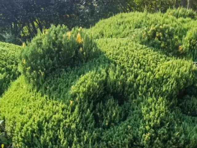 江蘇推廣園林綠化服務五星服務