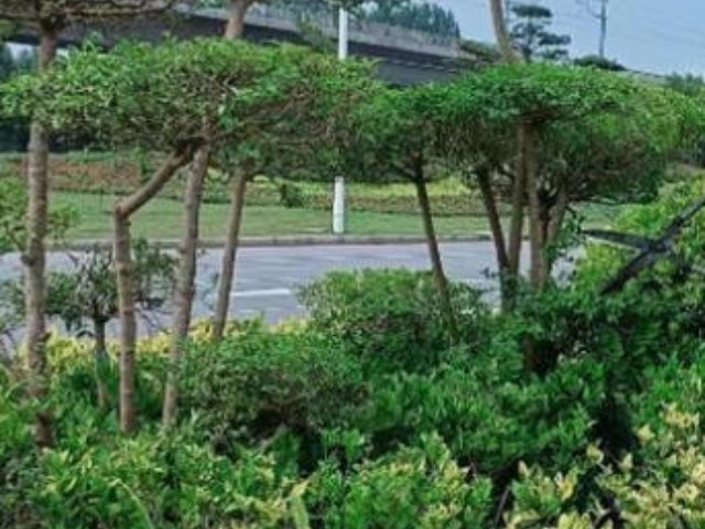 蘇州本地園林綠化服務24小時服務,園林綠化服務