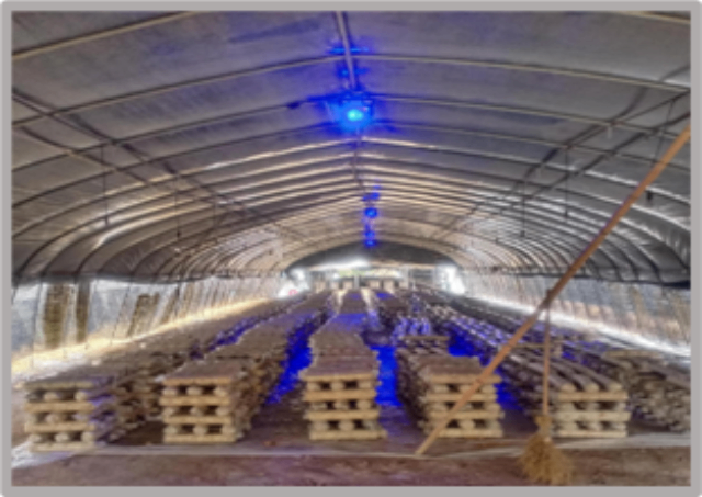 吉林葡萄激光植物生長調控燈 浙江長芯光電科技供應