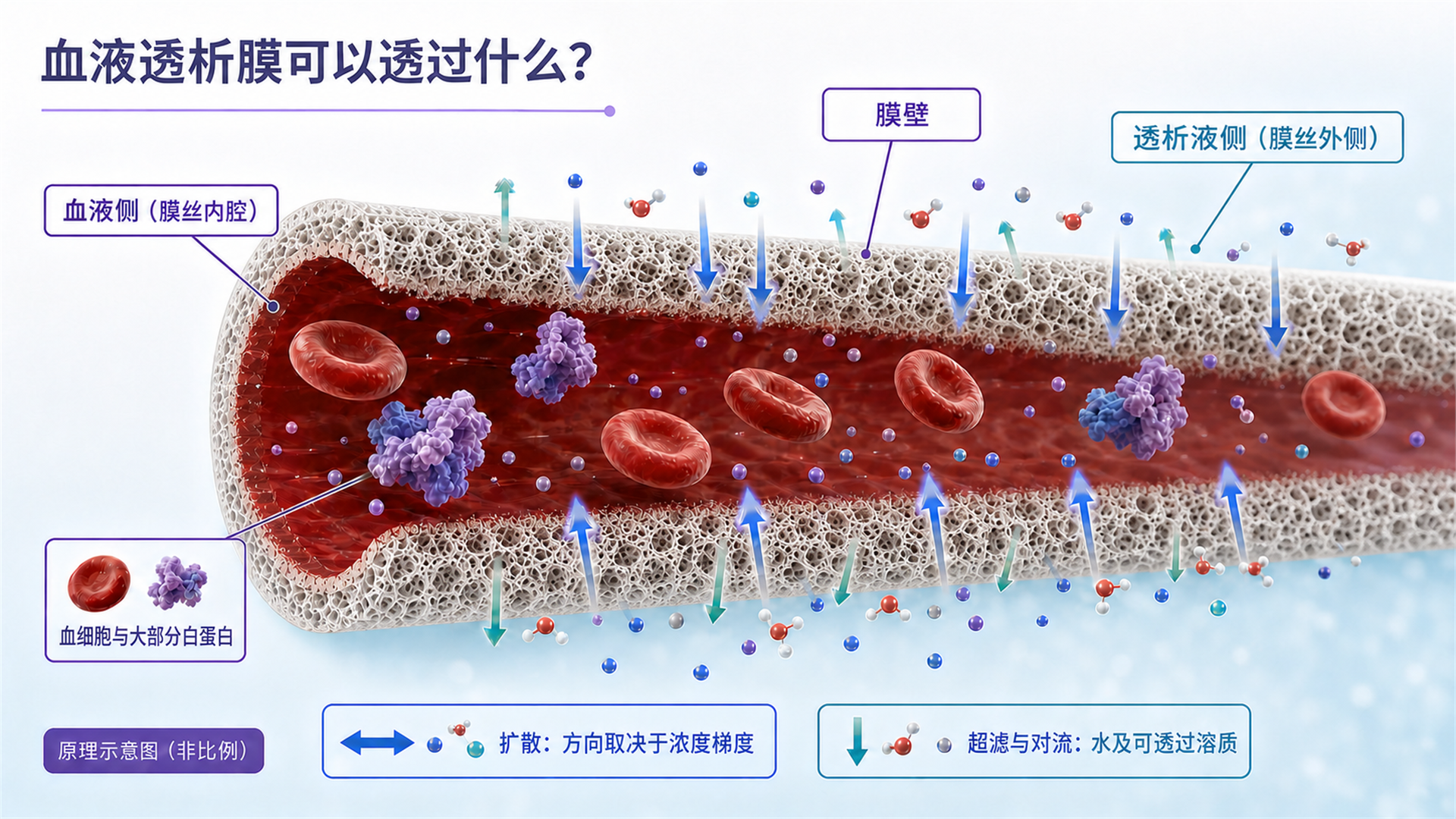 血液透析膜可以透过什么、聚醚砜血液透析膜、中空纤维膜、透析膜分离原理、扩散与对流、透析膜选择性