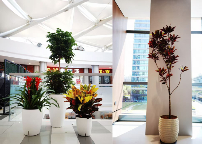 靜安區(qū)陽臺綠植租賃 上海六畝地景觀綠化工程供應