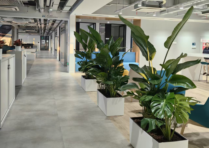 花卉綠植租賃廠家供應 上海六畝地景觀綠化工程供應