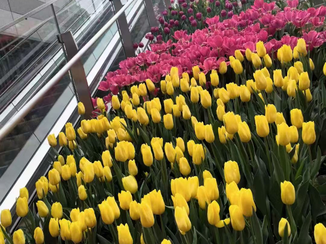 靜安區(qū)辦公室植物造景定制 上海六畝地景觀綠化工程供應(yīng);