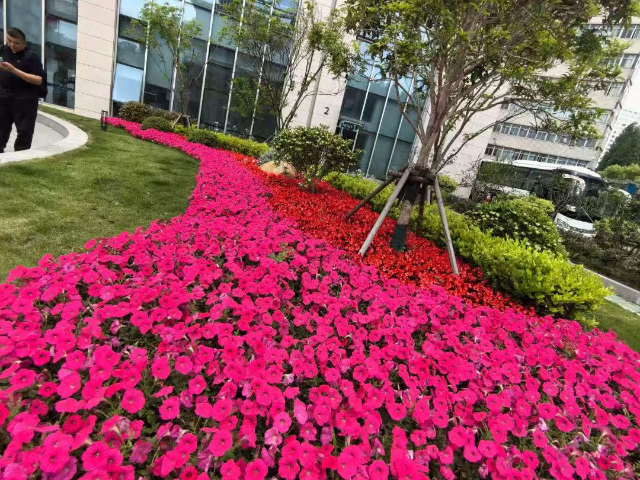 青浦区商场植物造景服务商