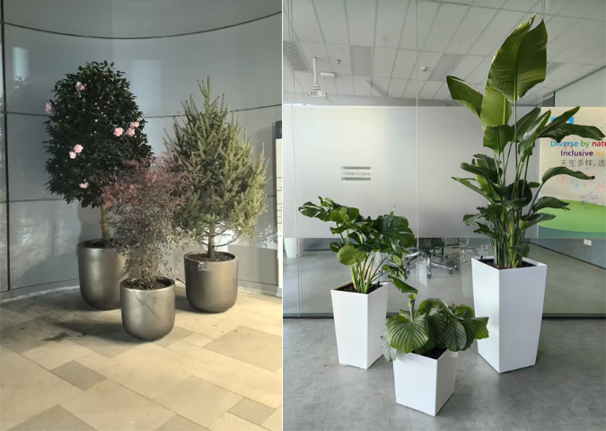 静安区会议室绿植租赁上门养护