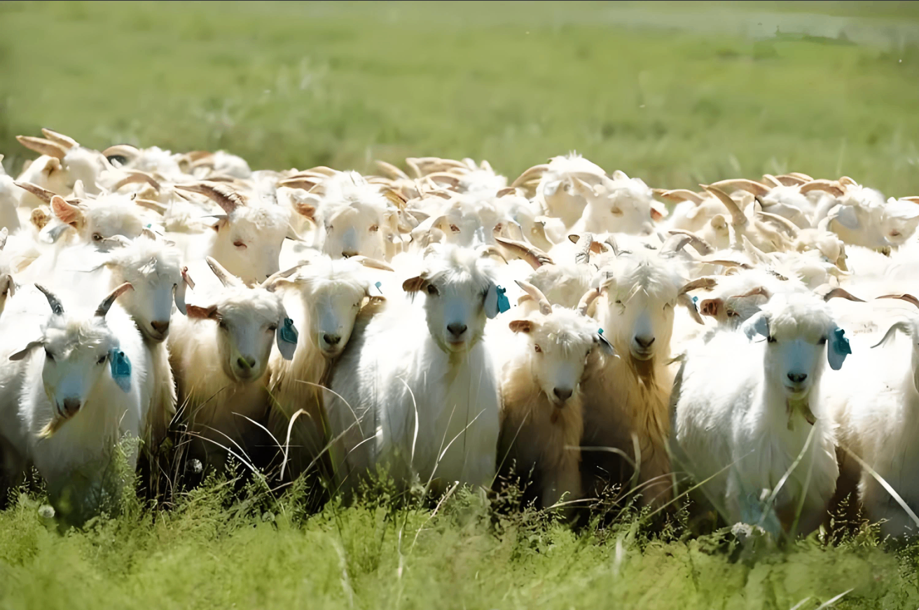 【草原珍饈】阿爾巴斯羊：舌尖上的草原瑰寶
