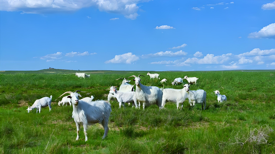 焱留香 | 牛肉和羊肉到底哪個(gè)更有營養(yǎng)價(jià)值？