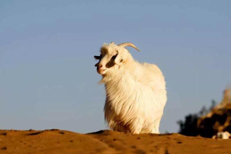 餐飲創(chuàng)業(yè)就選焱留香，源自內(nèi)蒙的牛羊肉寶藏品牌