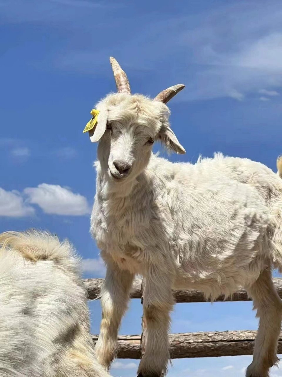 焱留香：從鄂爾多斯黃金牧場(chǎng)到餐桌的「鮮味直供革命」