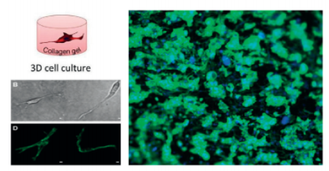 定制化细胞模型建构
