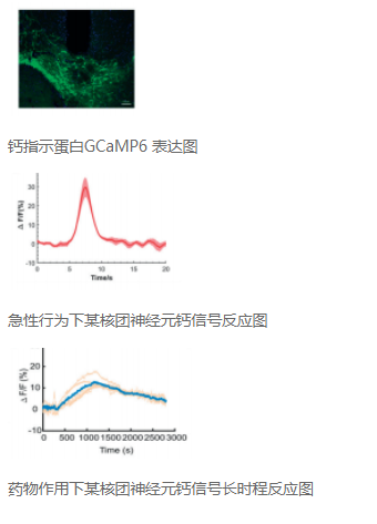 在体光纤成像记录技术服务