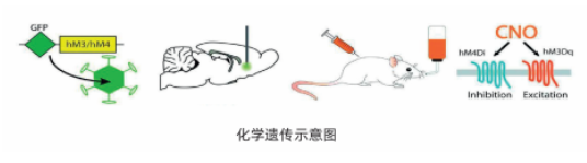 化学遗传技术服务