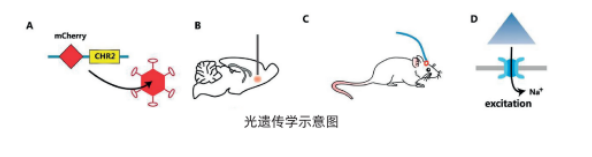 光遗传技术服务
