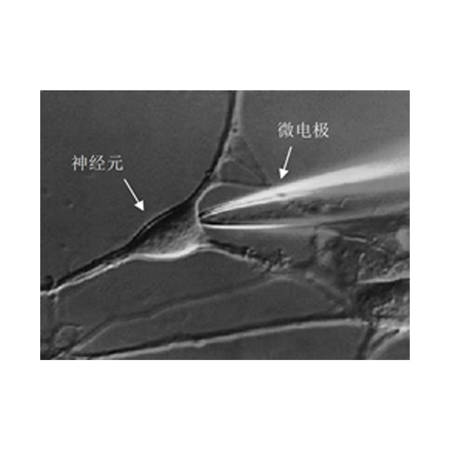 膜片钳电生理技术服务