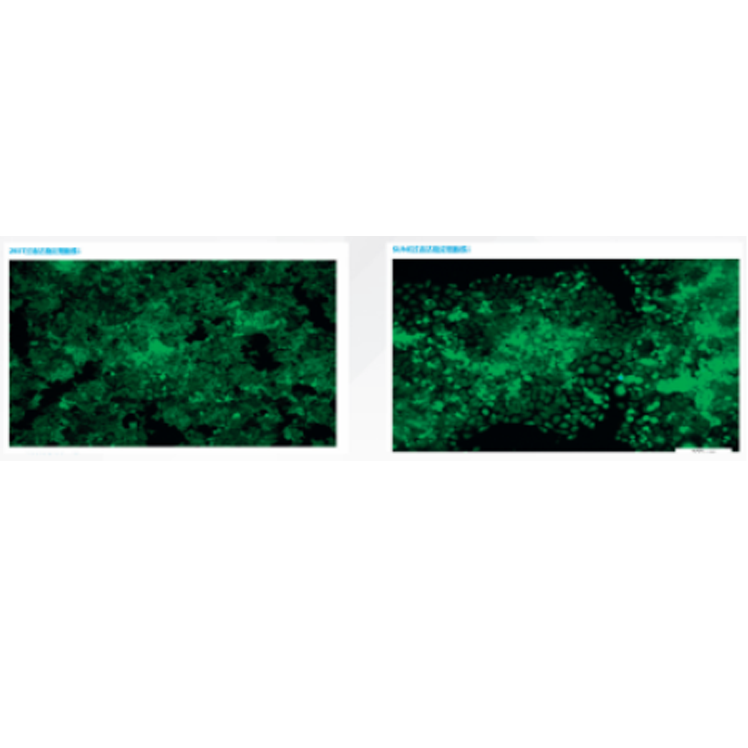 稳转株细胞建构