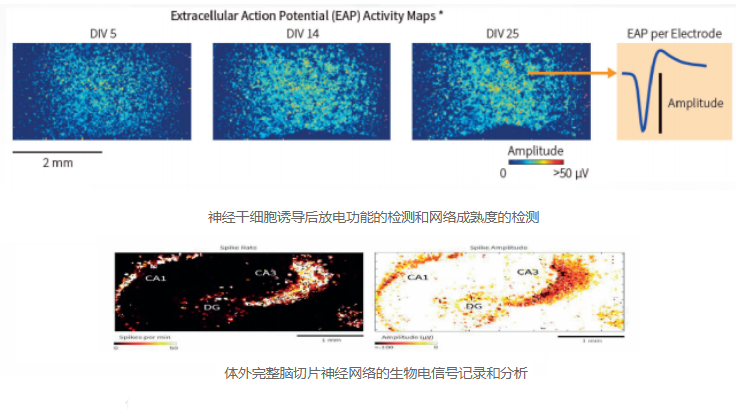 MEA技术-电活动记录