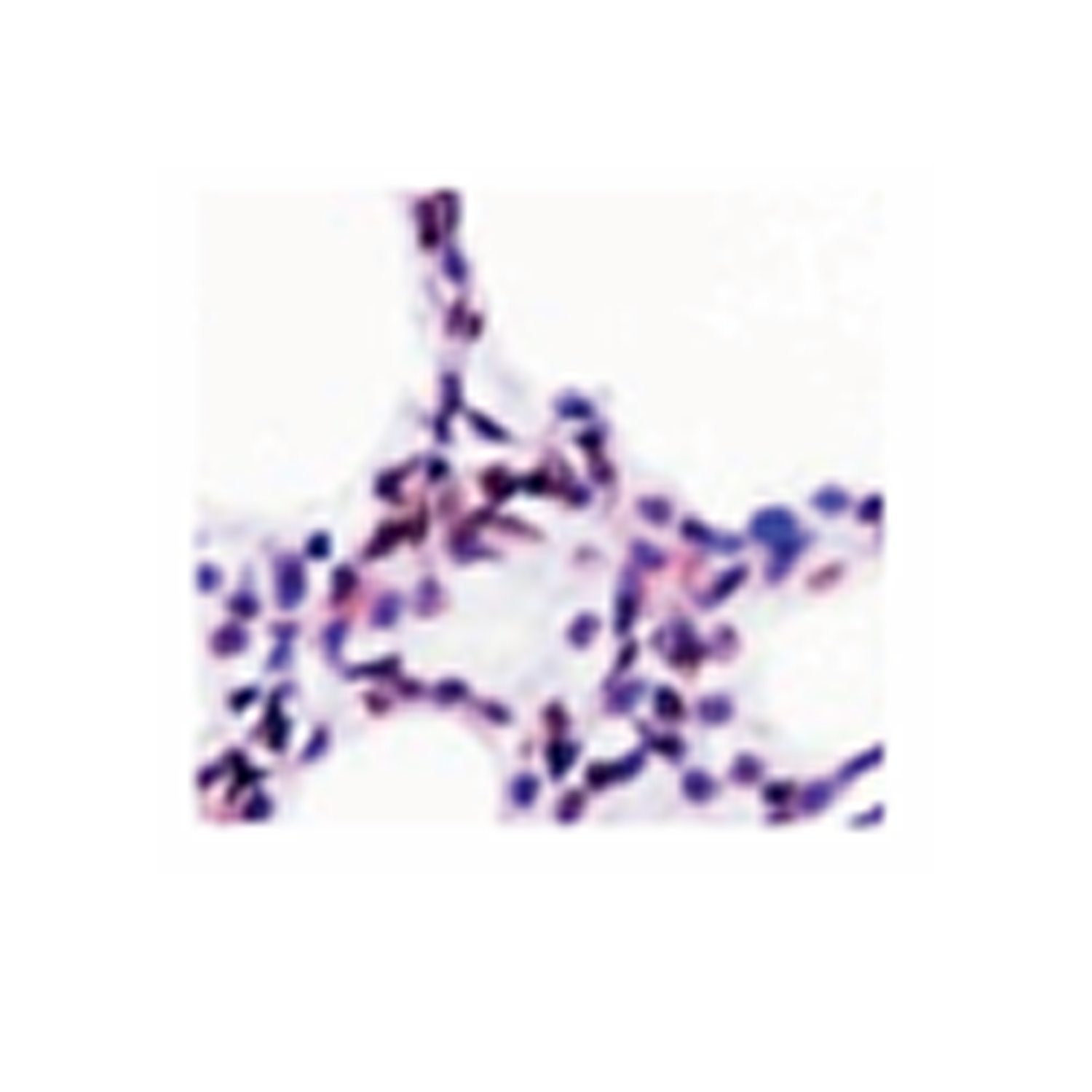 病理学技术服务