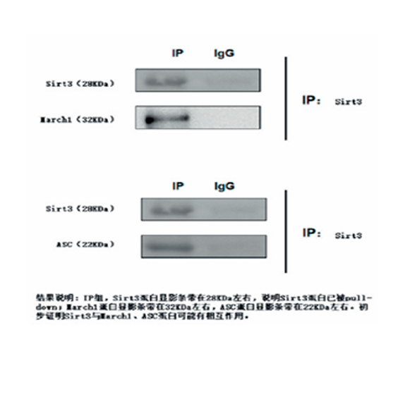 免疫共沉淀(COIP)检测服务