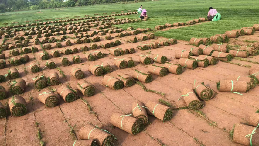 成都草坪种植厂家 值得信赖 成都悠时光园艺种植供应