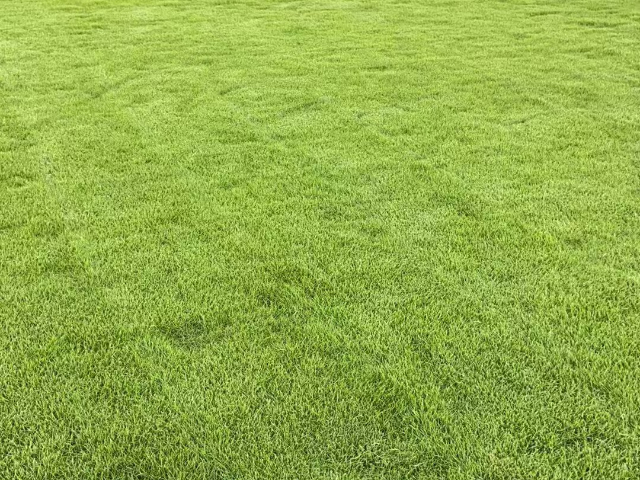 成都混播草坪種植生產(chǎn)加盟 創(chuàng)造輝煌 成都悠時(shí)光園藝種植供應(yīng)