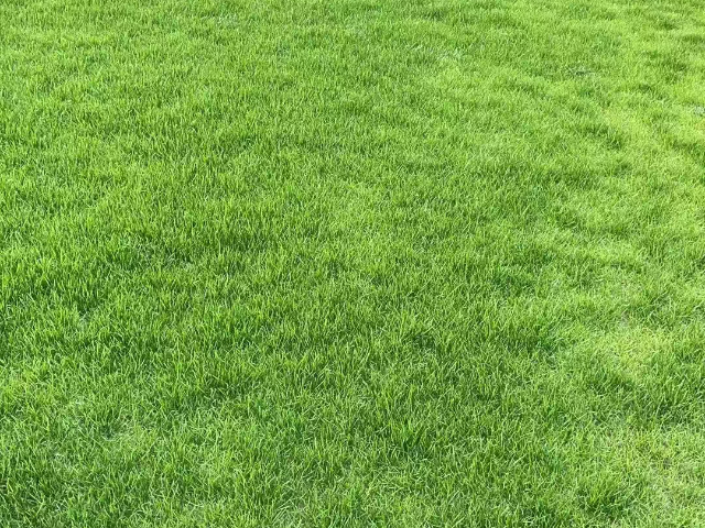 成都台湾二号草坪种植销售 欢迎咨询 成都悠时光园艺种植供应