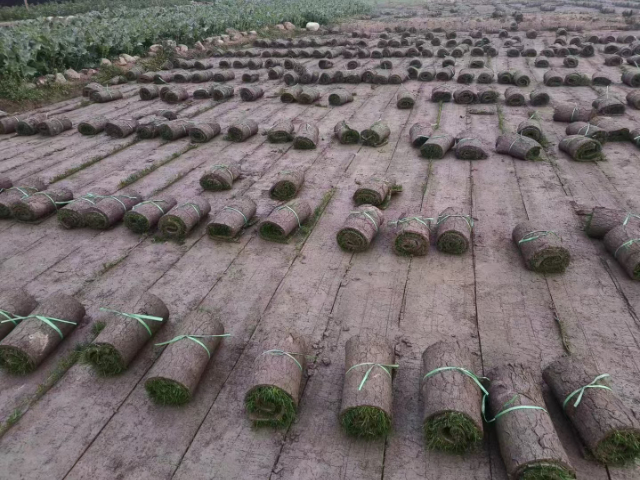 成都台湾二号草坪种植报价 诚信为本 成都悠时光园艺种植供应