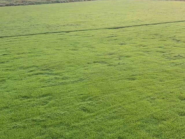 成都二号草坪种植厂家 欢迎咨询 成都悠时光园艺种植供应