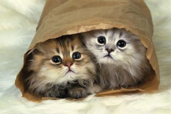from clipboard