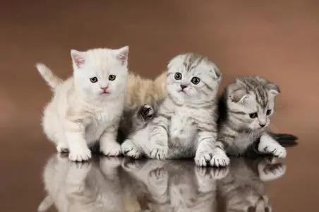 from clipboard