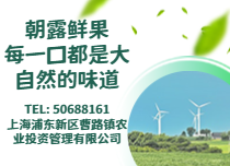 龍珠小番茄