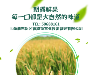 上海霜凍系列蔬葉菜