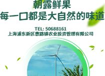 上海霜凍系列蔬葉