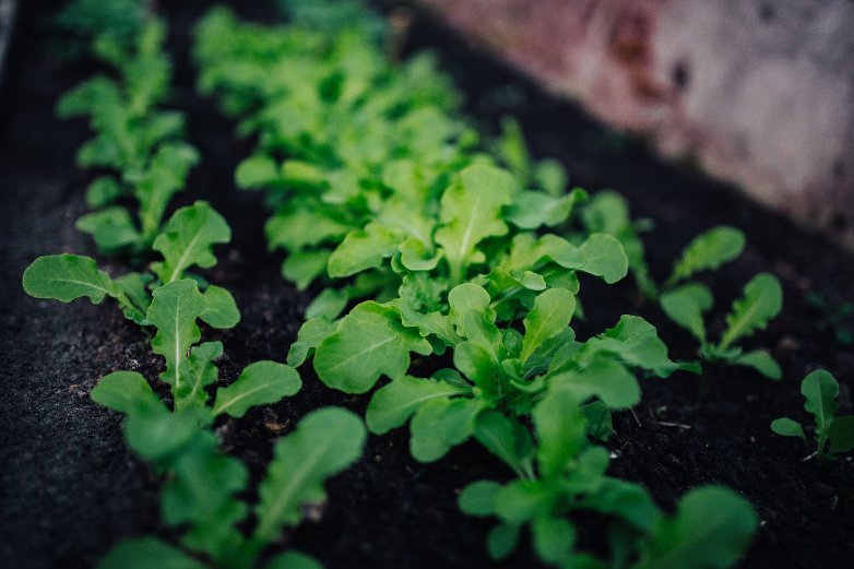 Application of Bronopol