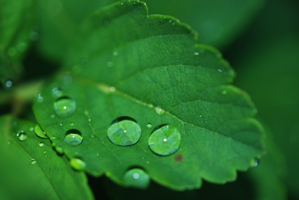 Green leaf with water drops