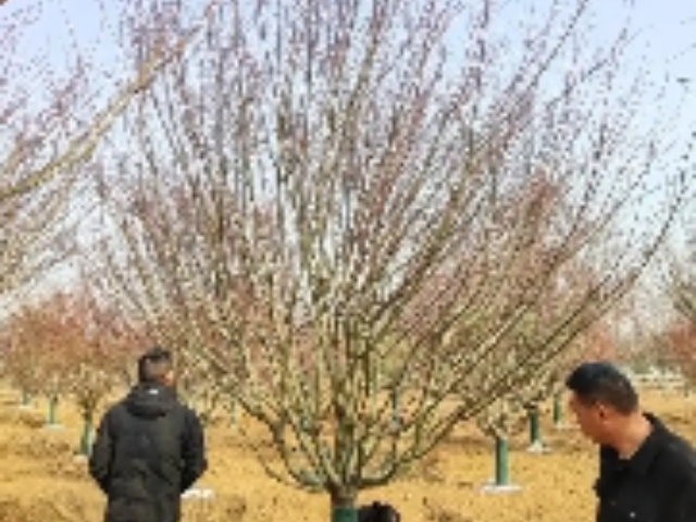無錫園林綠化工程現(xiàn)貨,園林綠化工程