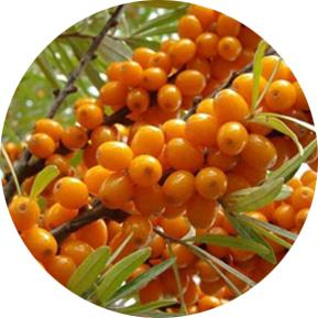 源自呂梁野山坡，定義天然沙棘健康新標(biāo)準(zhǔn)