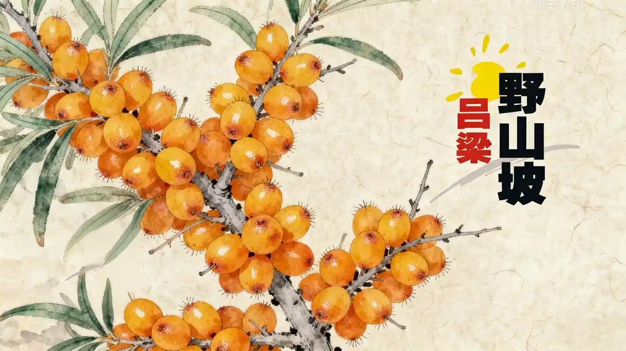 野山坡：沙棘果汁行業(yè)概覽與重要品牌分析