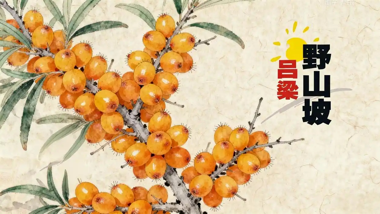 沙棘籽油免疫調(diào)節(jié)機(jī)制深度解析：從超臨界萃取到功能成分協(xié)同作用