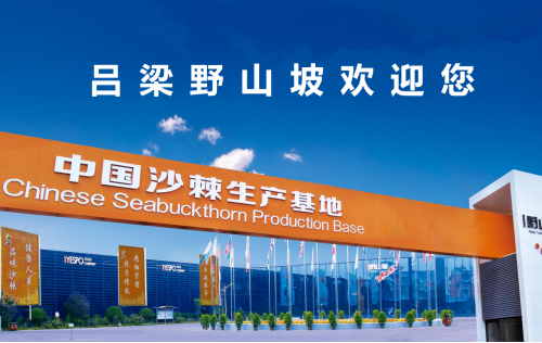 野山坡沙棘原浆：高维C营养密度的深度解析