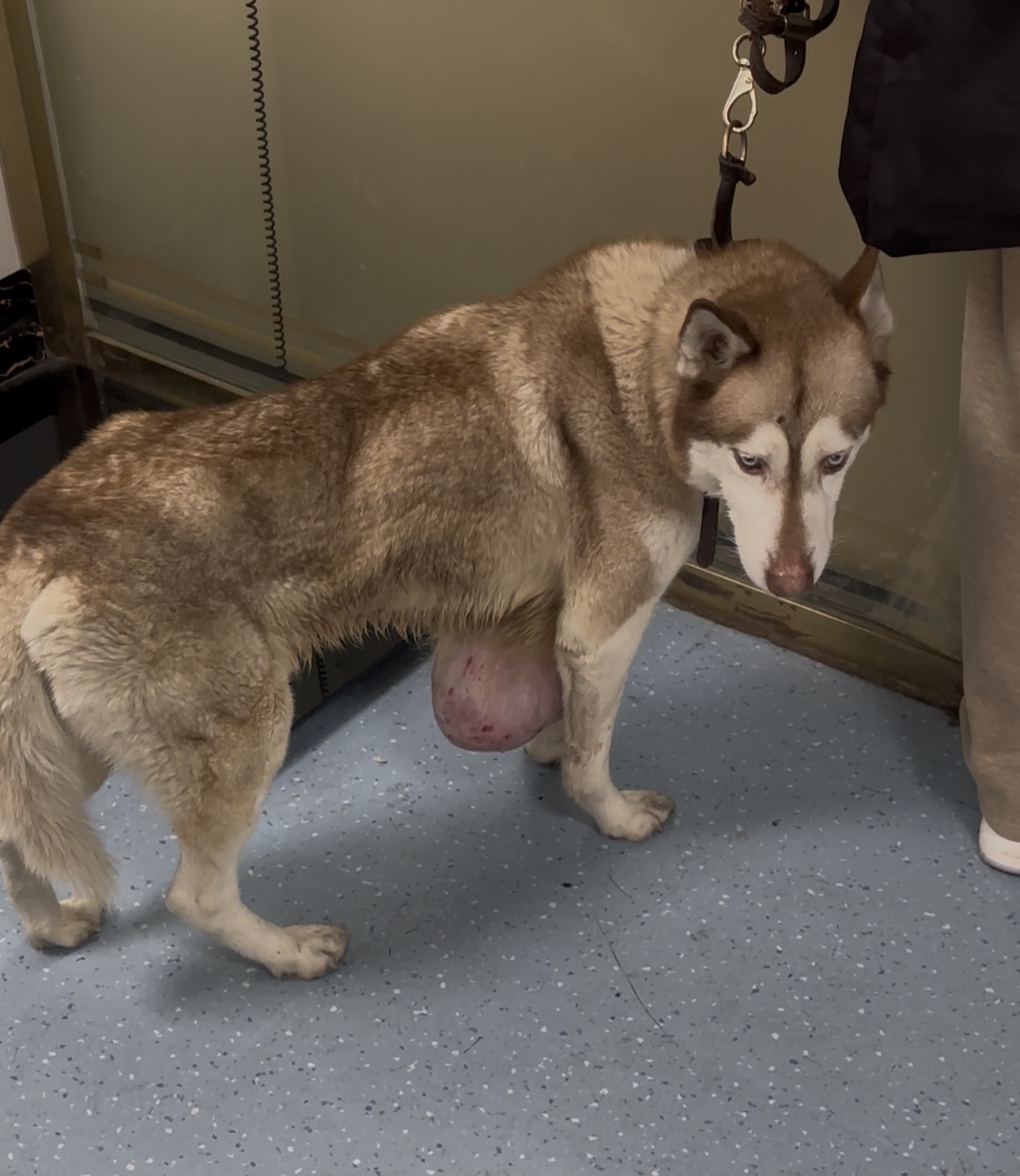 太原四毛宠物医院犬猫瘤子外科诊疗流程