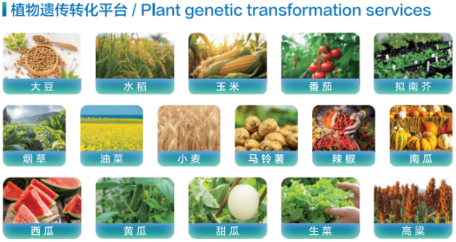 诱导型表达植物基因功能研究技术服务公司资质