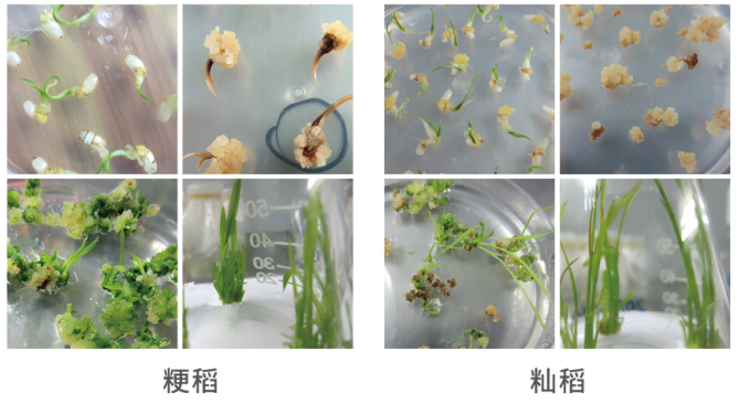 本氏烟转基因遗传转化平台有哪些